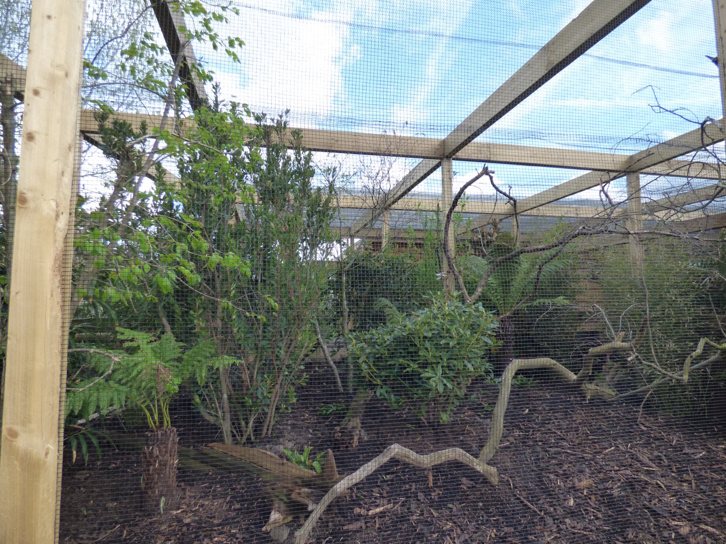 Blue Crowned Laughingthrush, Collared Partridge, Cabot's Tragopan and Grey-Cheeked Liocichla Enclosure