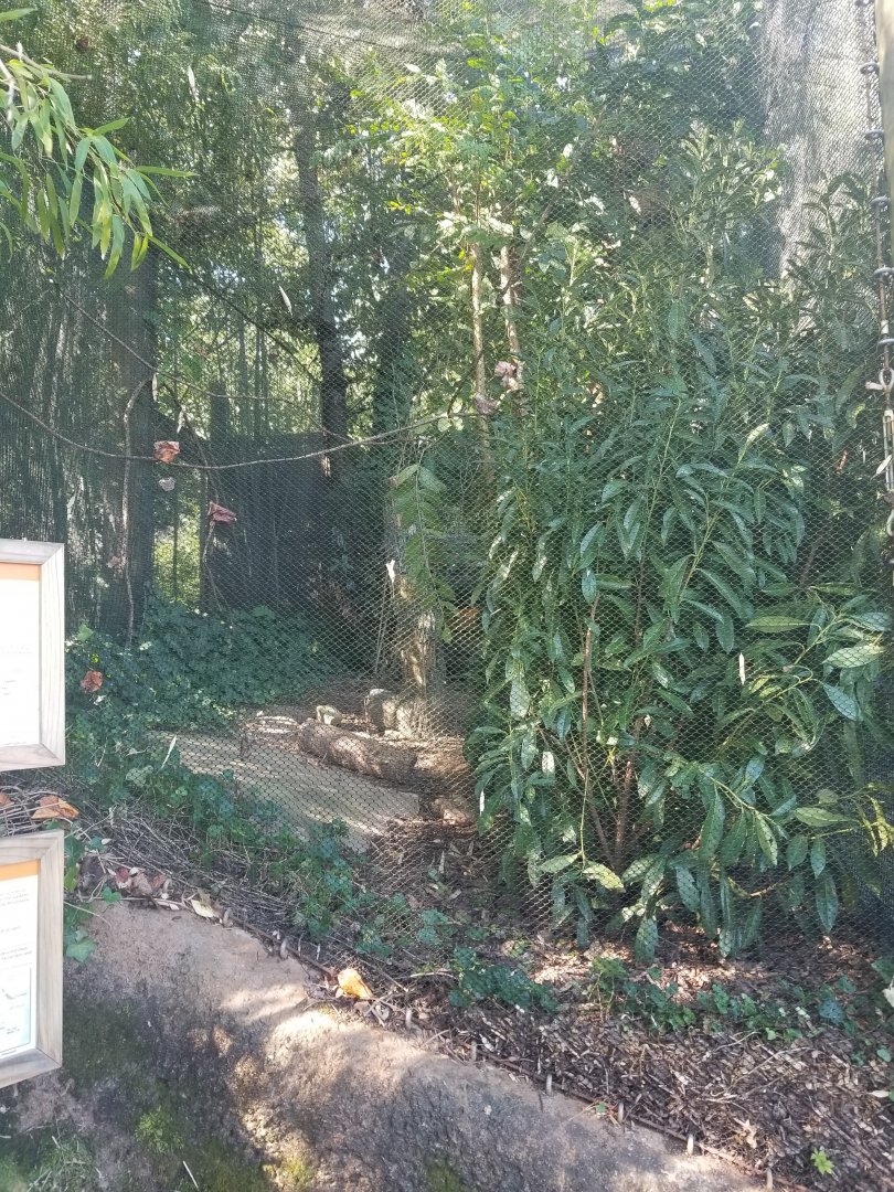 Blue-crowned Laughingthrush + Edward's Pheasant Exhibit