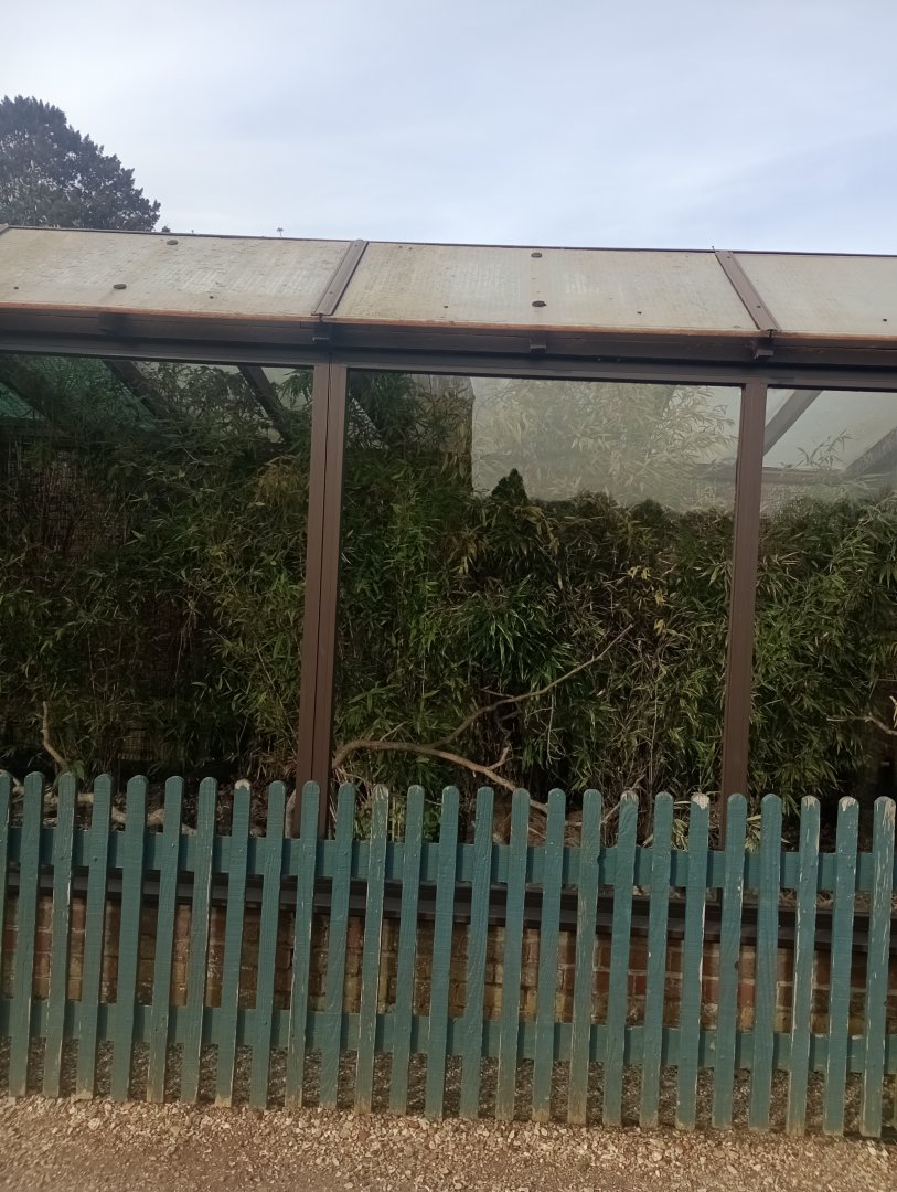 Blue-crowned laughingthrush enclosure