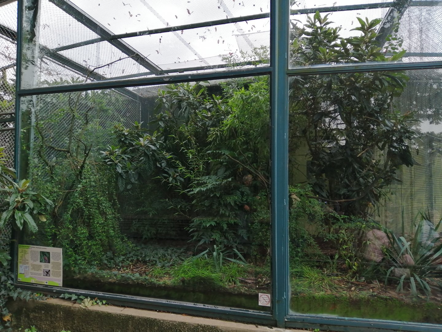 Blue-crowned Laughingthrush Exhibit in Old Monkeys House