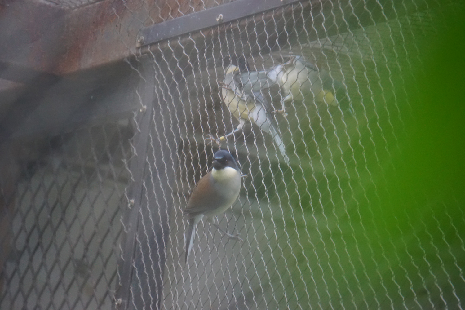 Blue-crowned laughingthrush (Garrulax courtoisi)