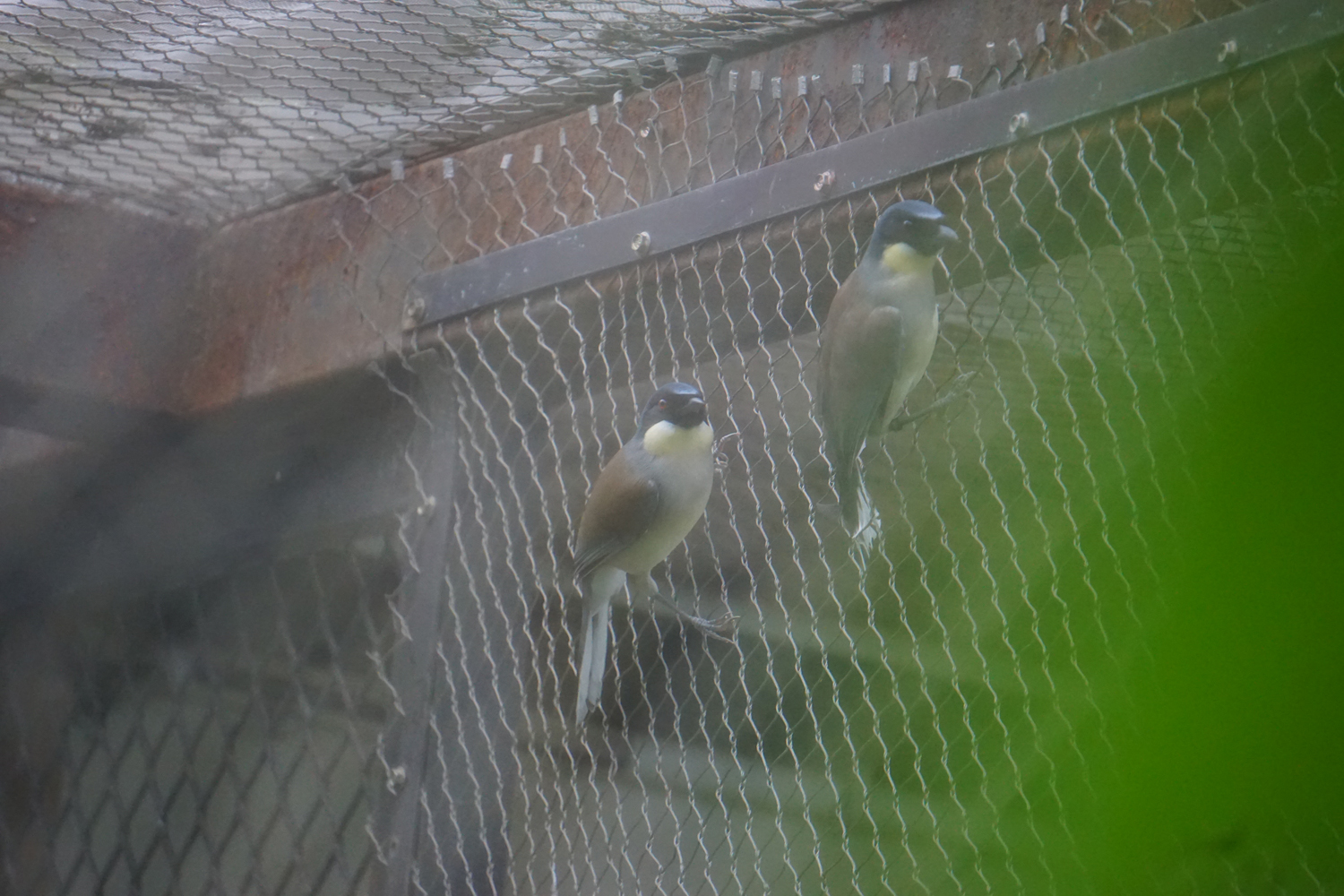 Blue-crowned laughingthrush (Garrulax courtoisi)