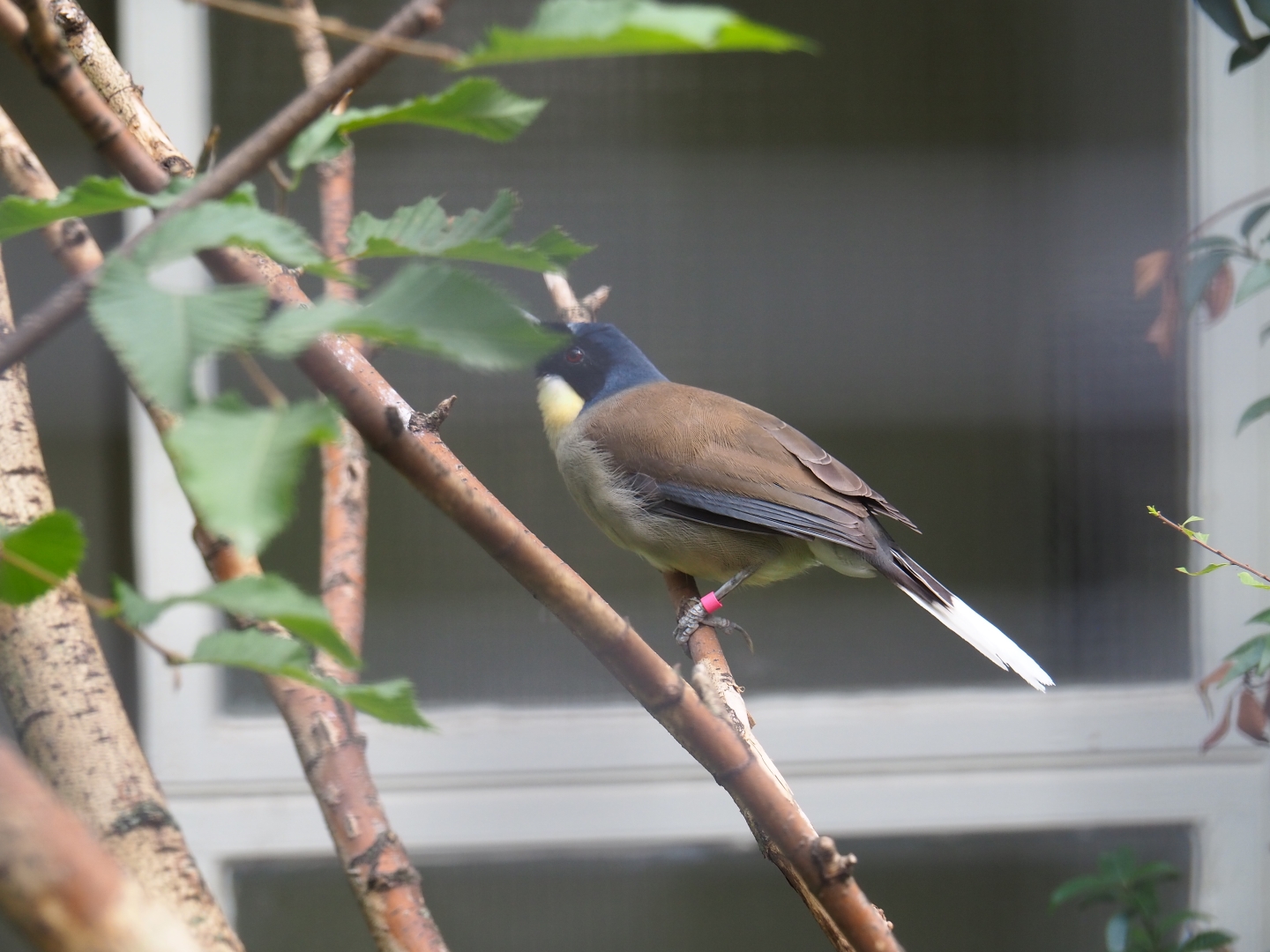 Blue-crowned laughingthrush (Garrulax courtoisi)