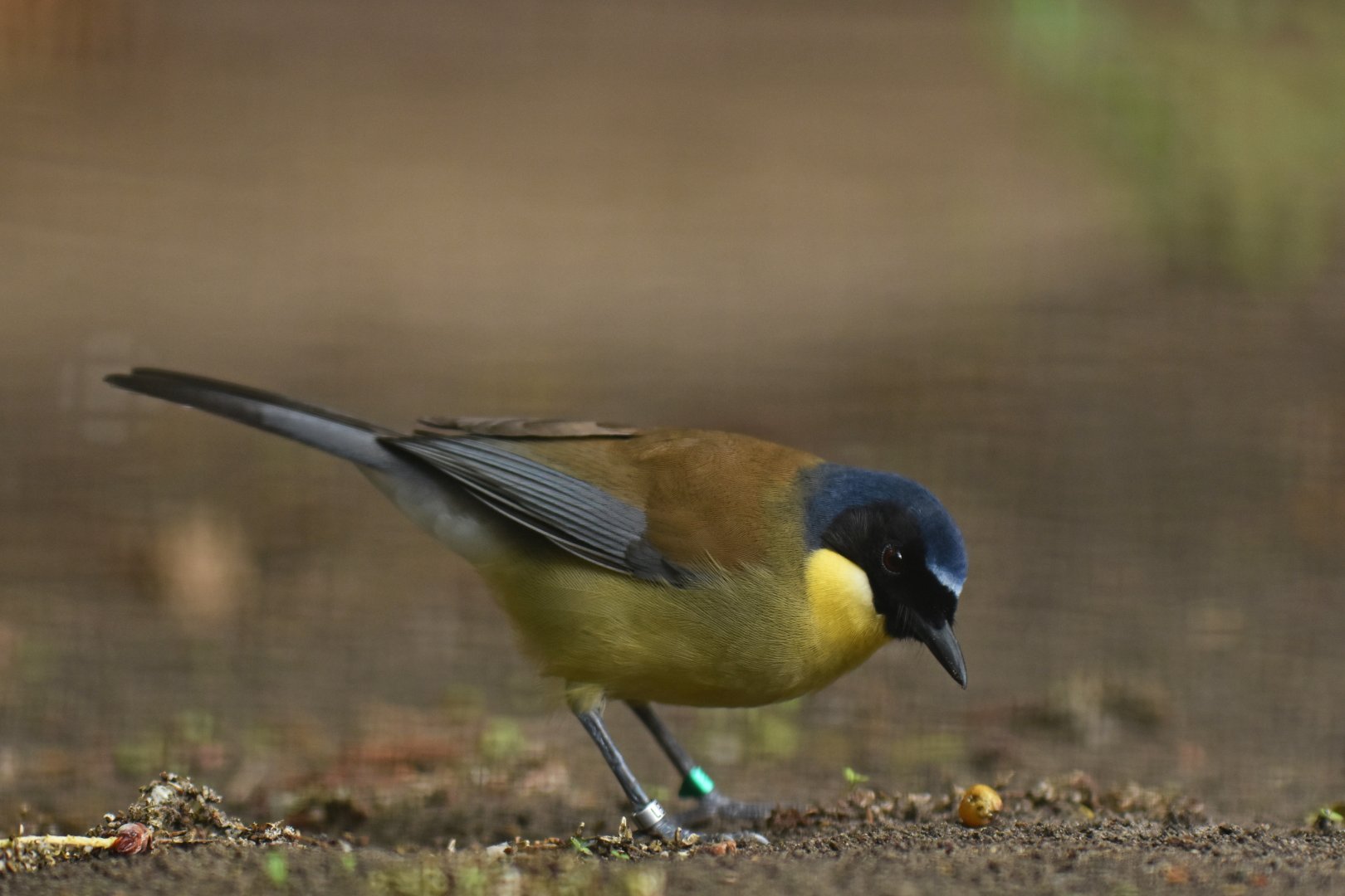 Blue-crowned Laughingthrush (Garrulax courtoisi)