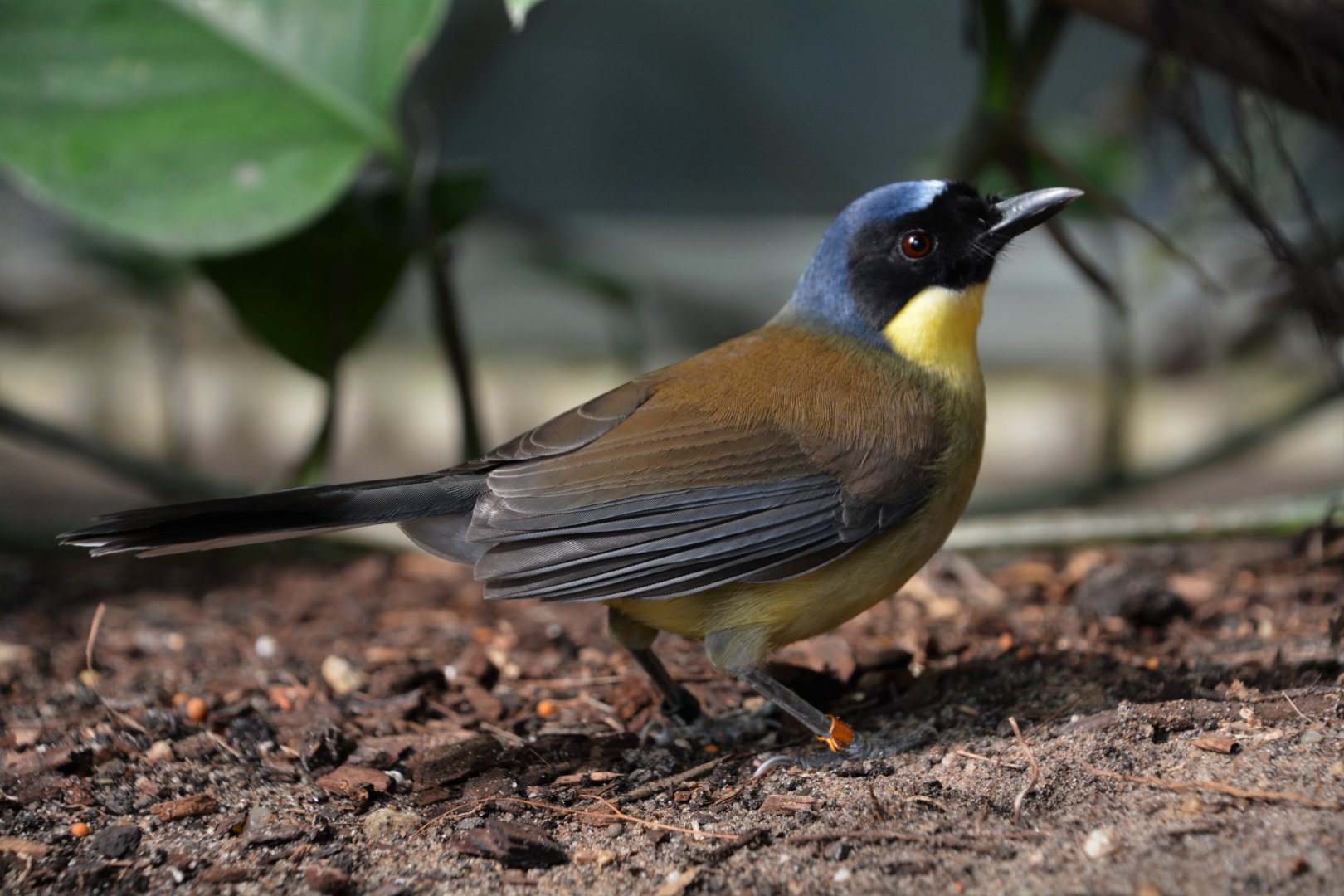 Blue-crowned laughingthrush (Garrulax courtoisi)