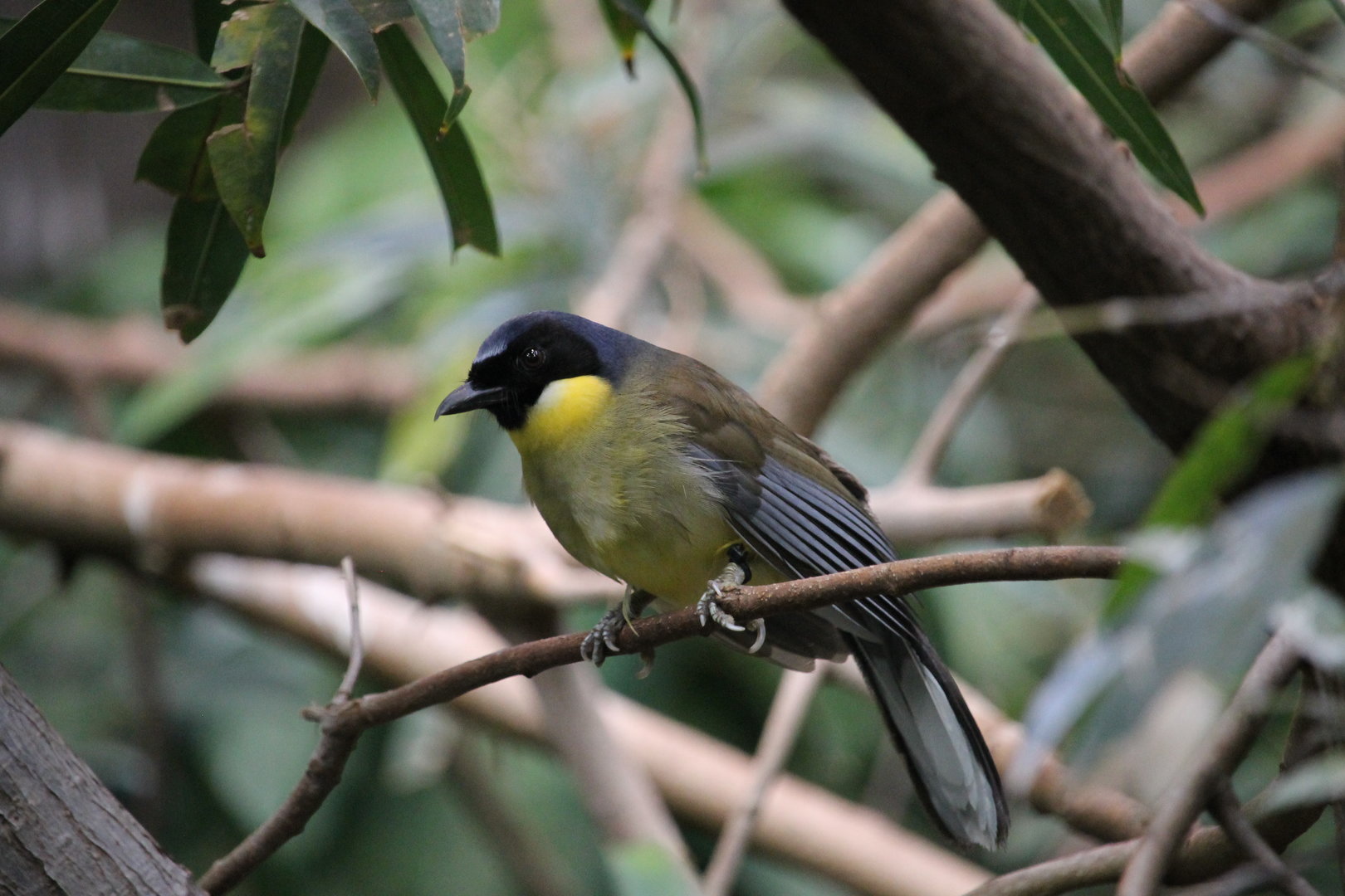Blue-crowned Laughingthrush (Garrulax courtoisi)
