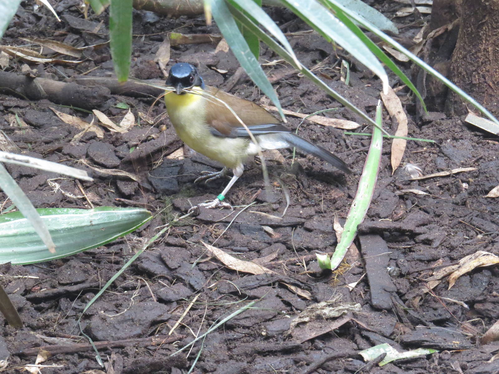 Blue-crowned laughingthrush, July 2015.