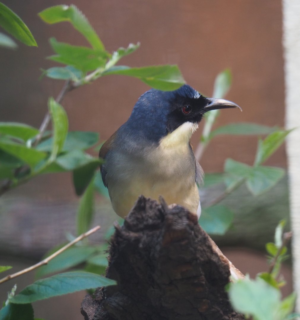 Blue-crowned laughingthrush (Pterorhinus courtoisi), 2019-04-20
