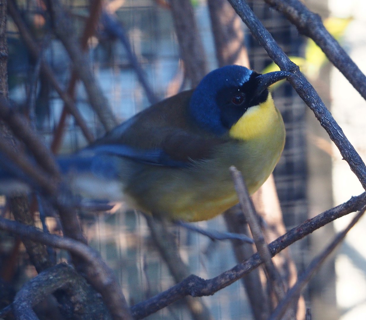 Blue-crowned laughingthrush (Pterorhinus courtoisi), 2019-12-30