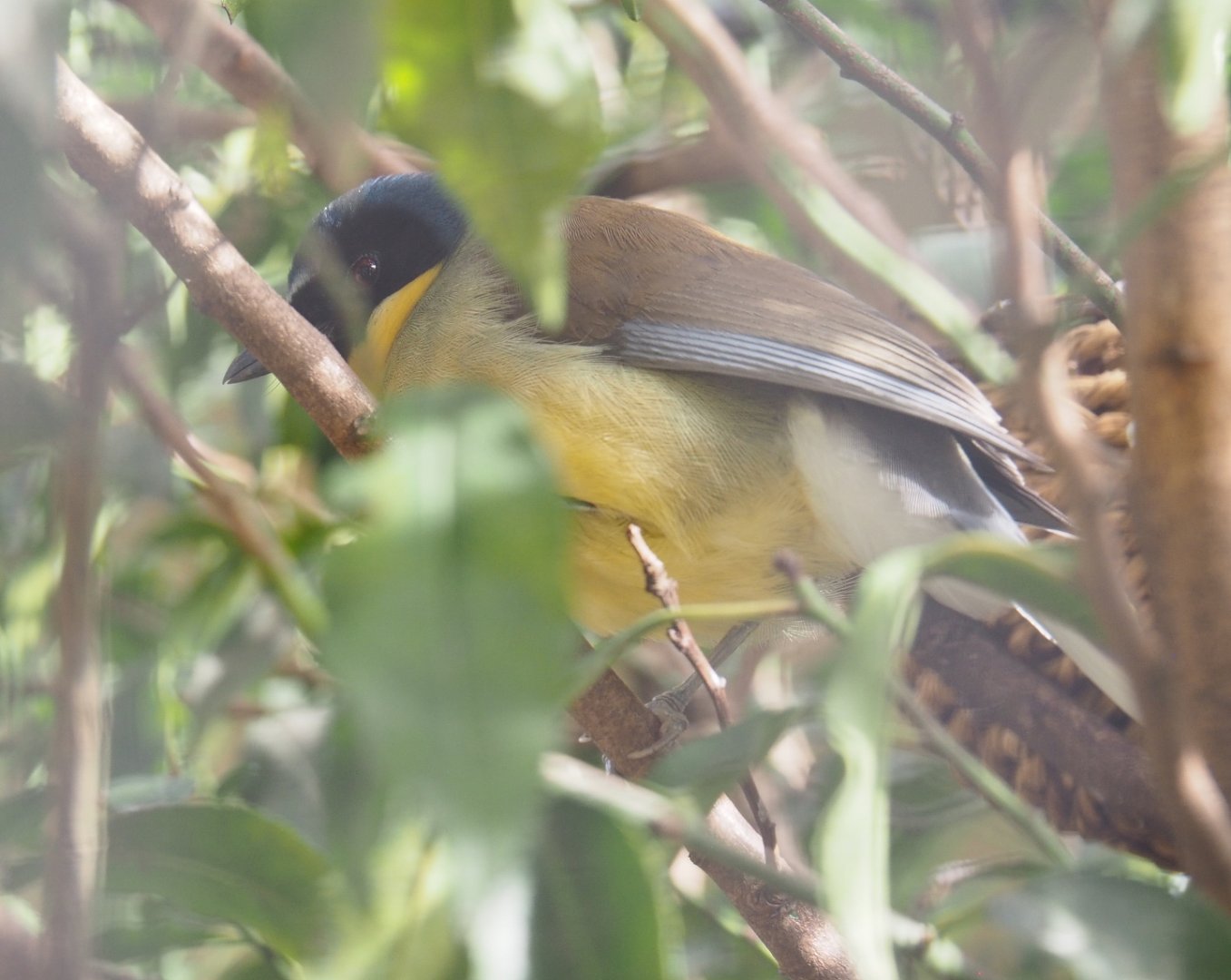 Blue-crowned laughingthrush (Pterorhinus courtoisi), 2022-03-16
