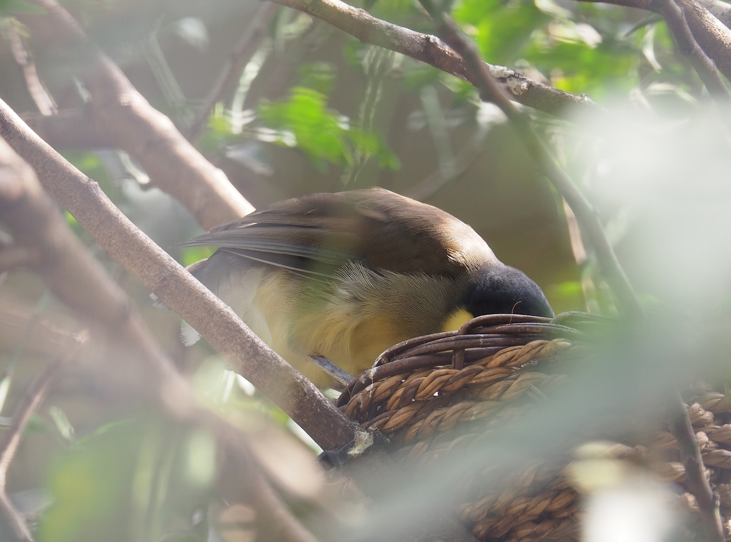 Blue-crowned laughingthrush (Pterorhinus courtoisi), 2022-08-16