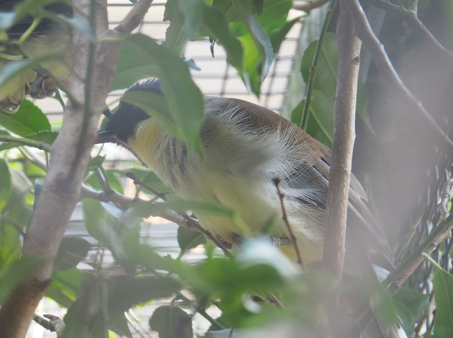 Blue-crowned laughingthrush (Pterorhinus courtoisi), 2022-08-16