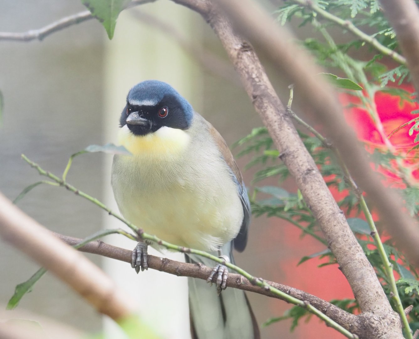Blue-crowned laughingthrush (Pterorhinus courtoisi), 2023-04-08