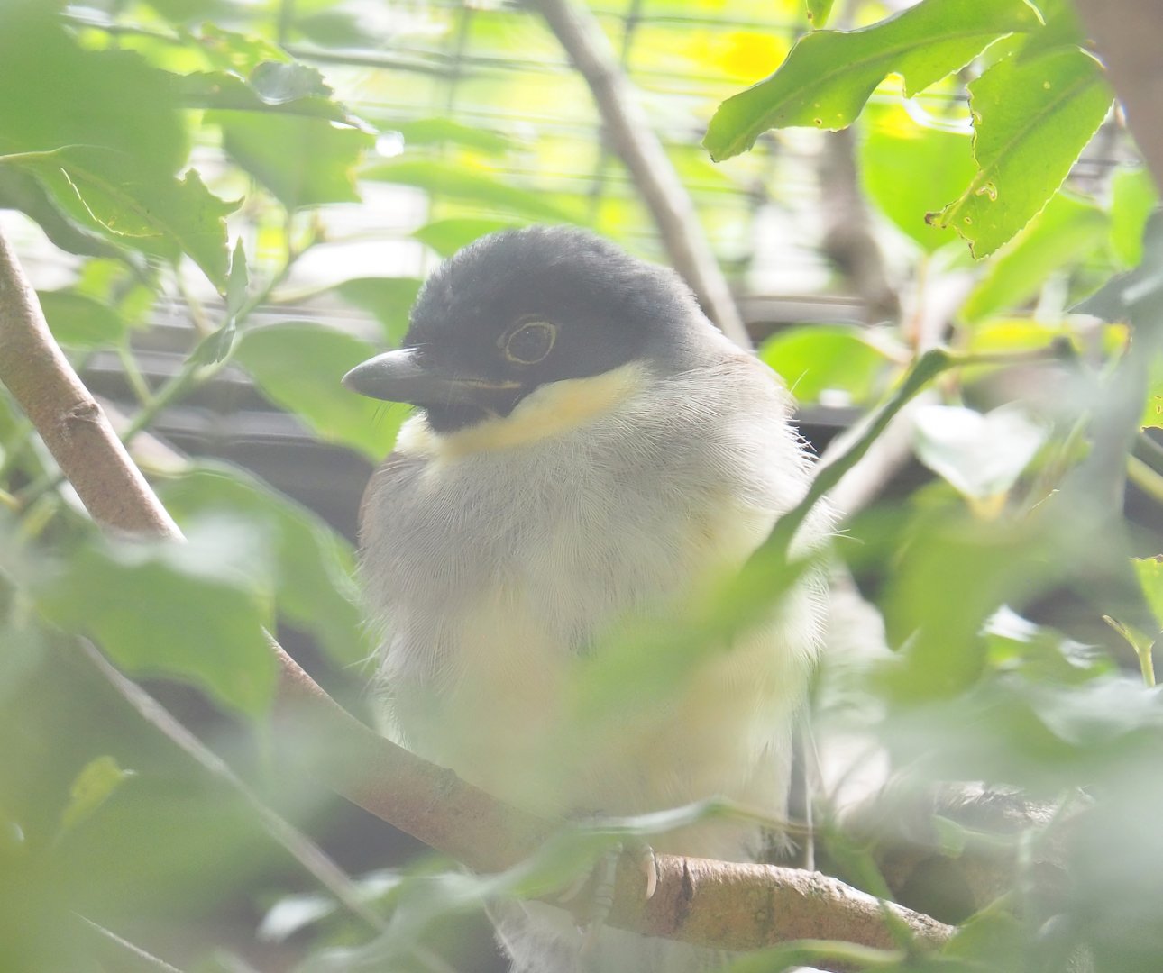 Blue-crowned laughingthrush (Pterorhinus courtoisi), 2023-07-02