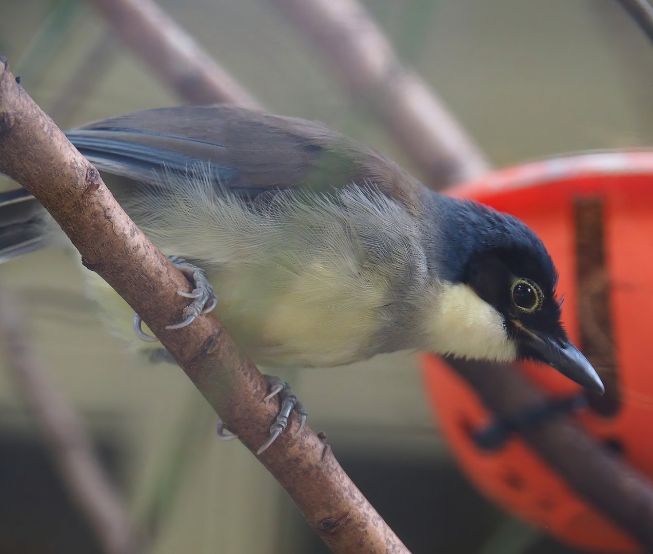 Blue-crowned laughingthrush (Pterorhinus courtoisi), 2023-07-22