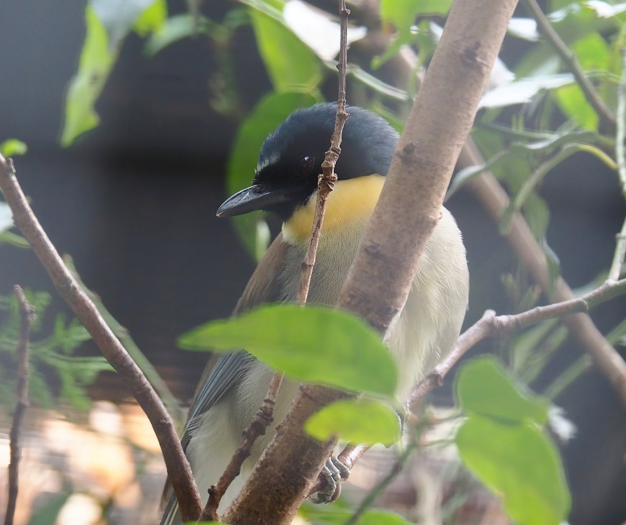 Blue-crowned laughingthrush (Pterorhinus courtoisi), 2023-07-22
