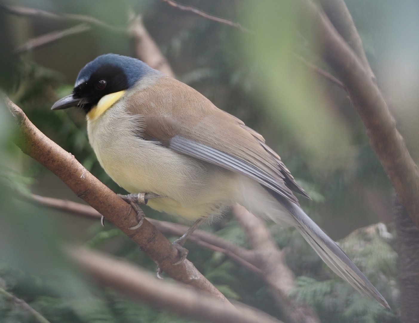 Blue-crowned laughingthrush (Pterorhinus courtoisi), 2024-03-09