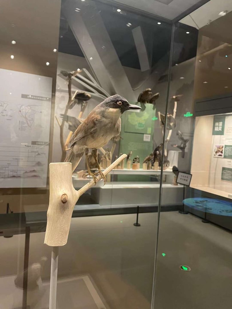 Blue-crowned Laughingthrush/ Pterorhinus courtoisi simaoensis from Wuhan University Wanlin Muesum