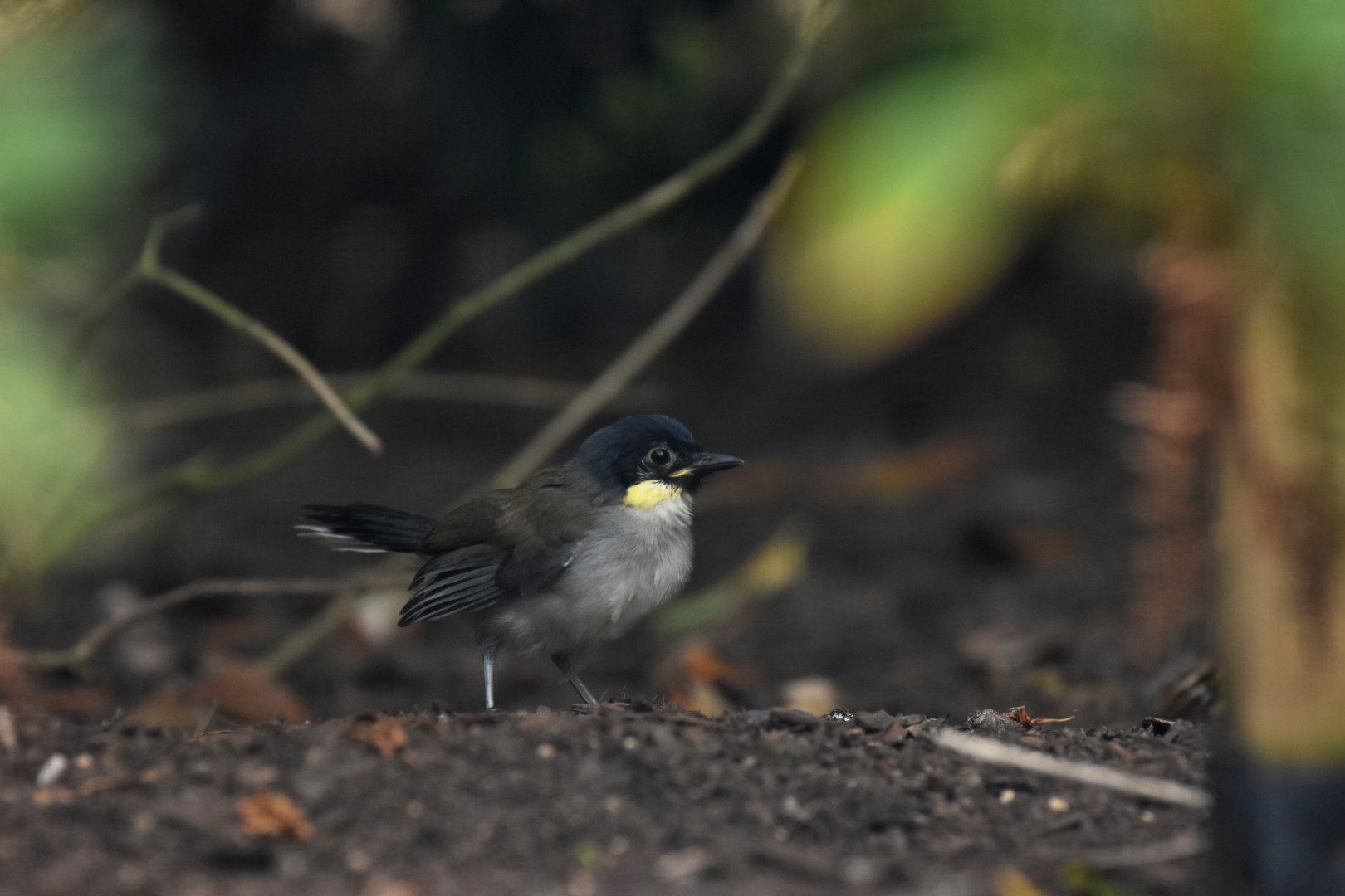 Blue-crowned Laughingthrush Pterorhinus courtoisi