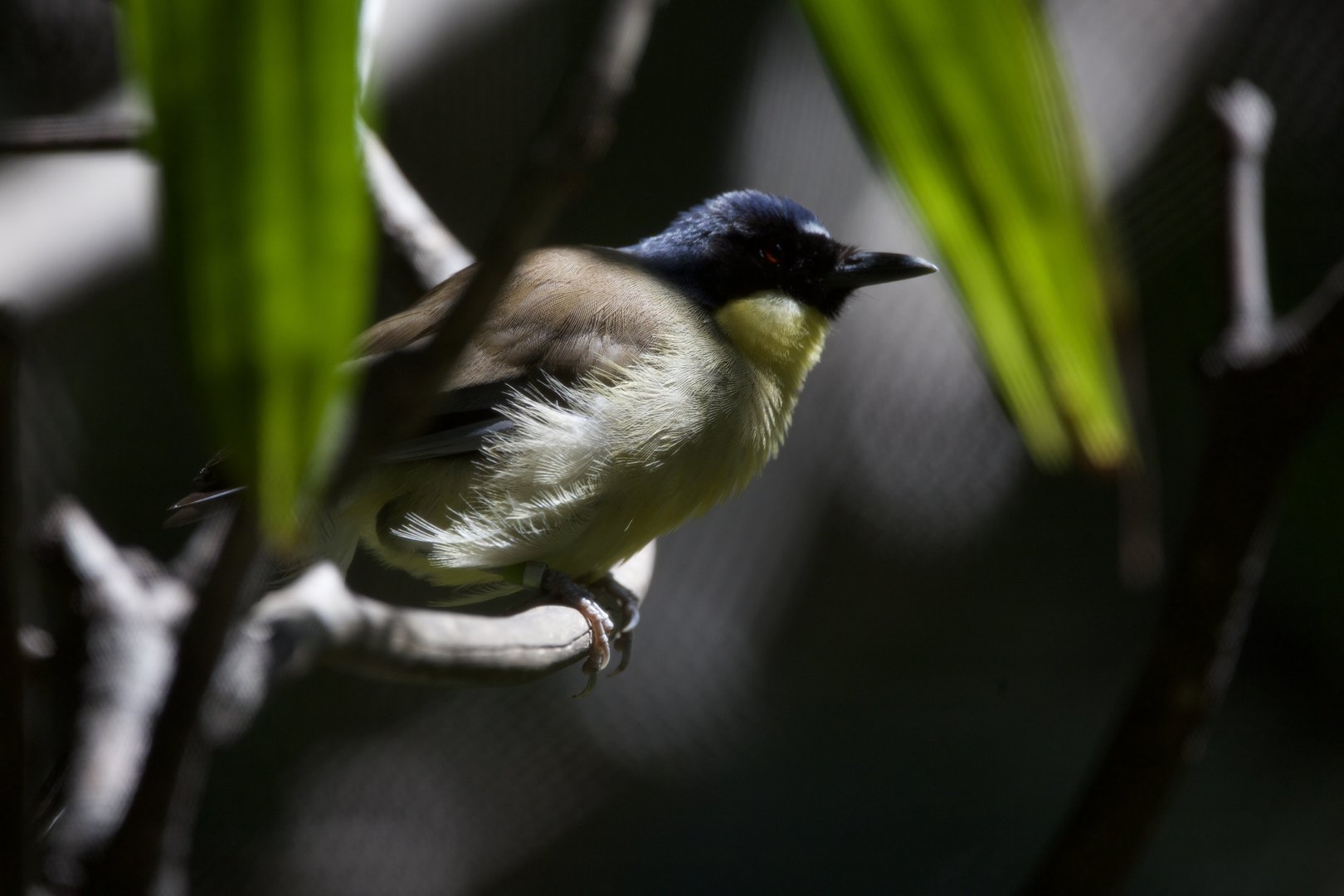 Blue-crowned laughingthrush/ Pterorhinus courtoisi