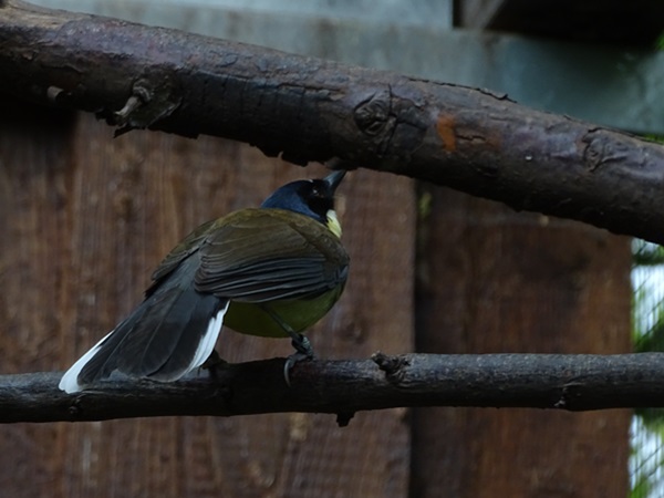 Blue-crowned laughingthrush (Pterorhinus courtoisi)