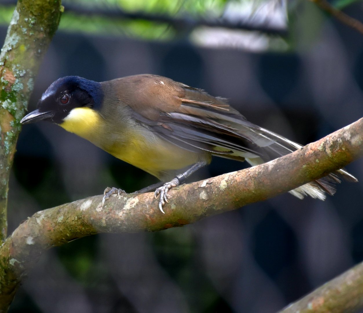 Blue-crowned Laughingthrush (Pterorhinus courtoisi)