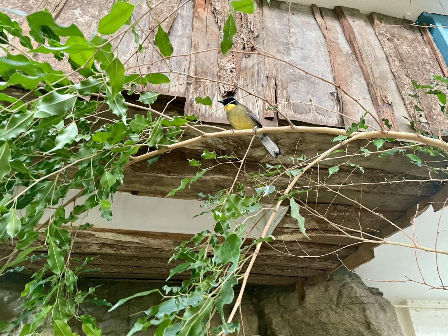 Blue-crowned Laughingthrush, Pterorhinus courtoisi