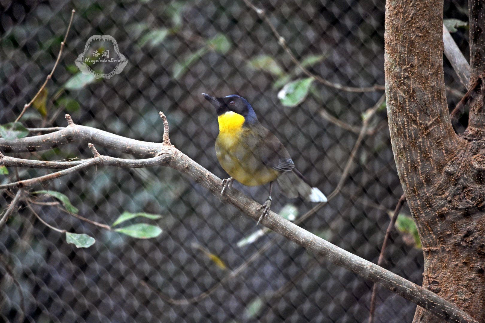 Blue-crowned laughingthrush (Pterorhinus courtoisi)