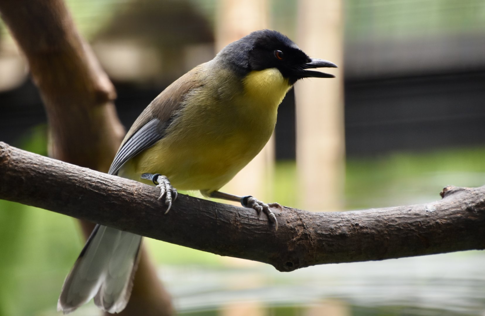 Blue-Crowned Laughingthrush (Pterorhinus courtoisi)