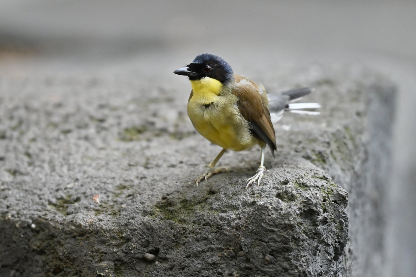 Blue-crowned laughingthrush Pterorhinus courtoisi