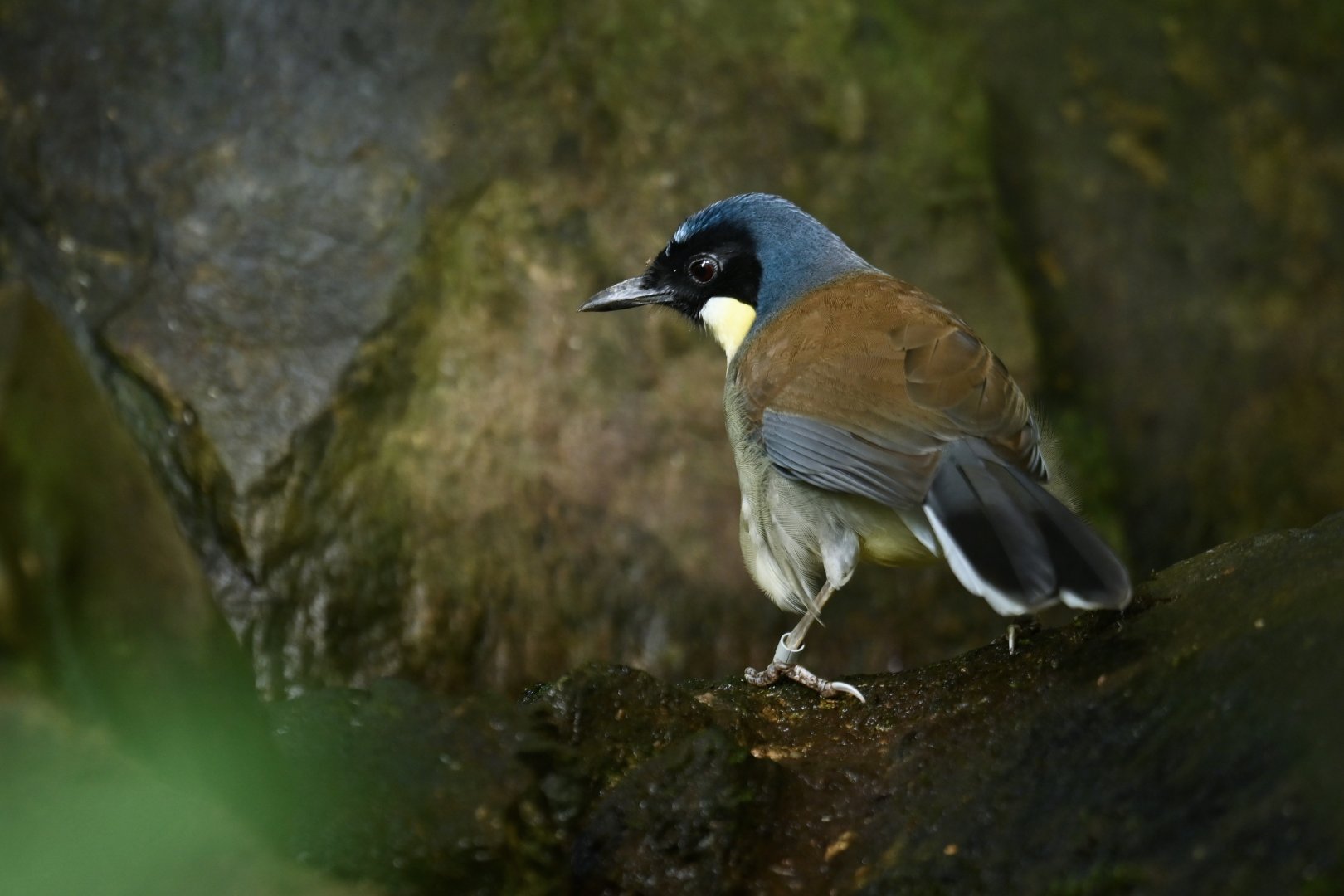 Blue-crowned laughingthrush Pterorhinus courtoisi