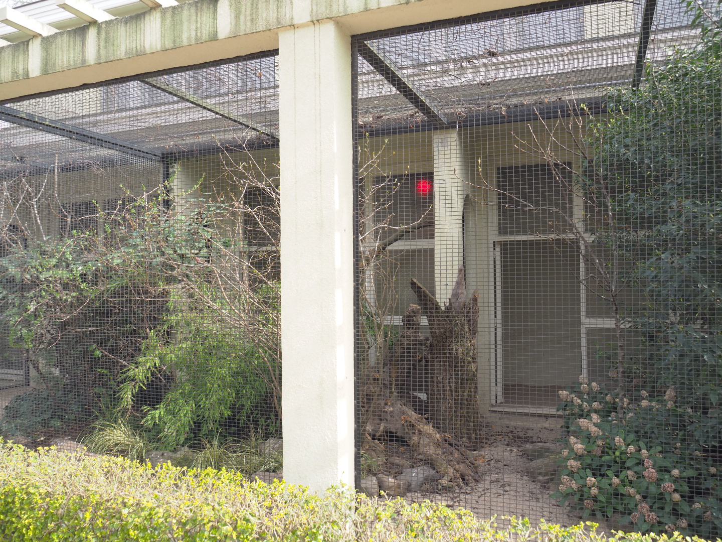 Blue-crowned laughingthrush, Red-billed Leiothrix and Collared hill partridge aviary, 2022-03-16