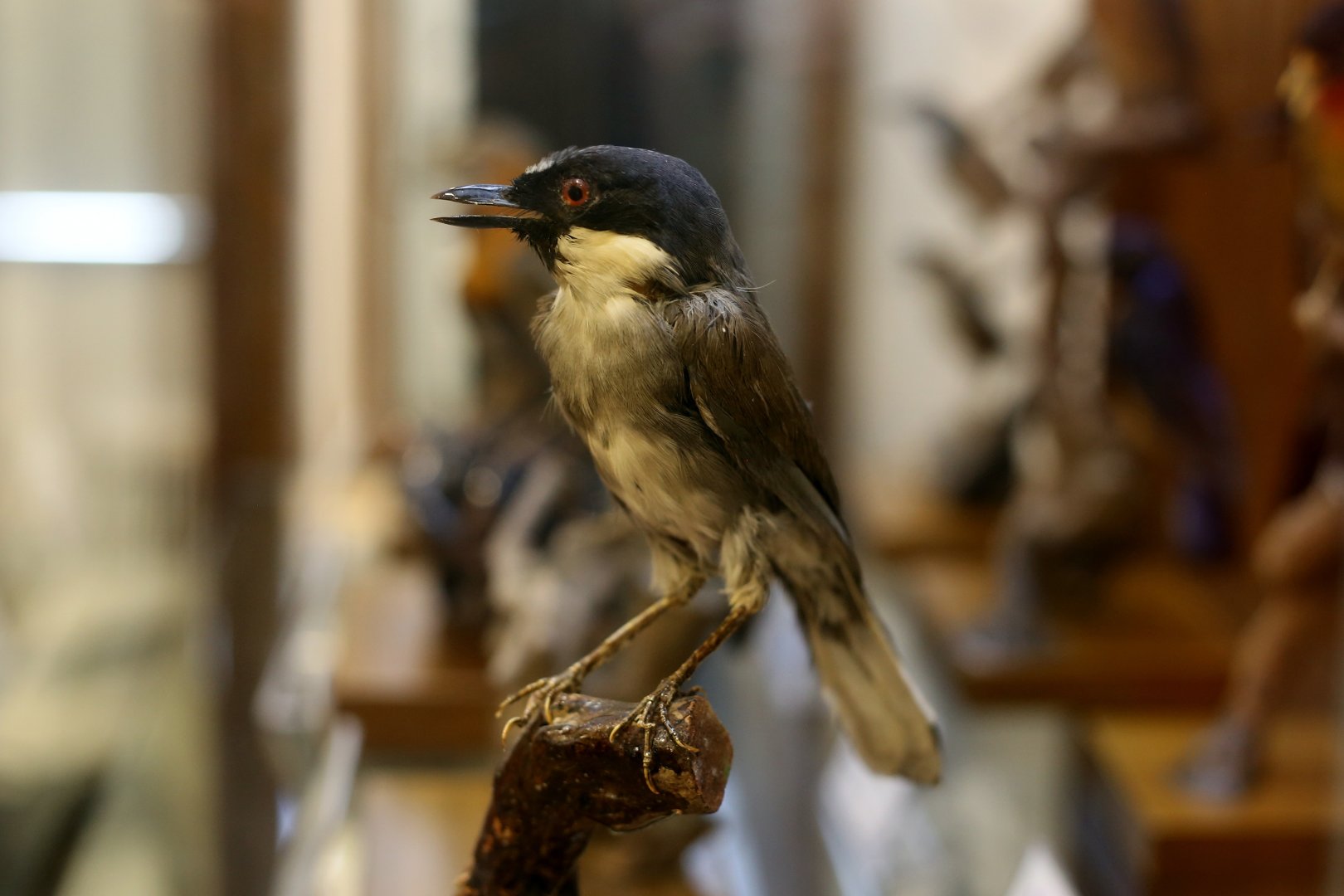 Blue-crowned Laughingthrush, Simao Subspecies (Garrulax courtoisi simaoensis)