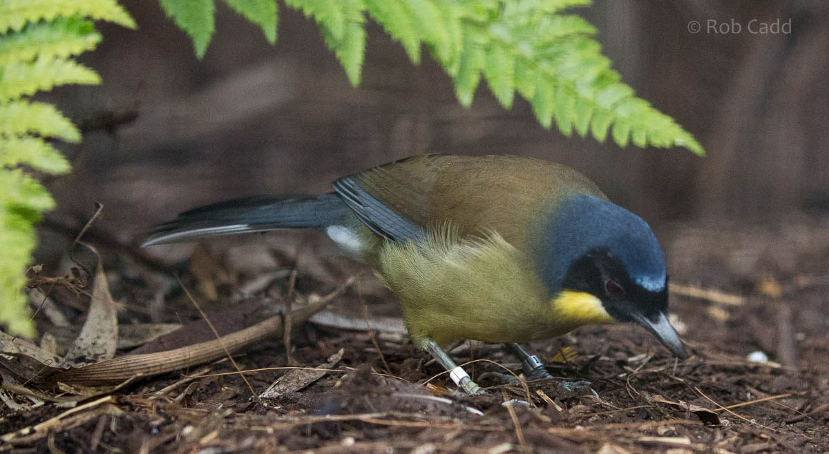 Blue-crowned laughingthrush : Waddesdon : 03 Oct 2015