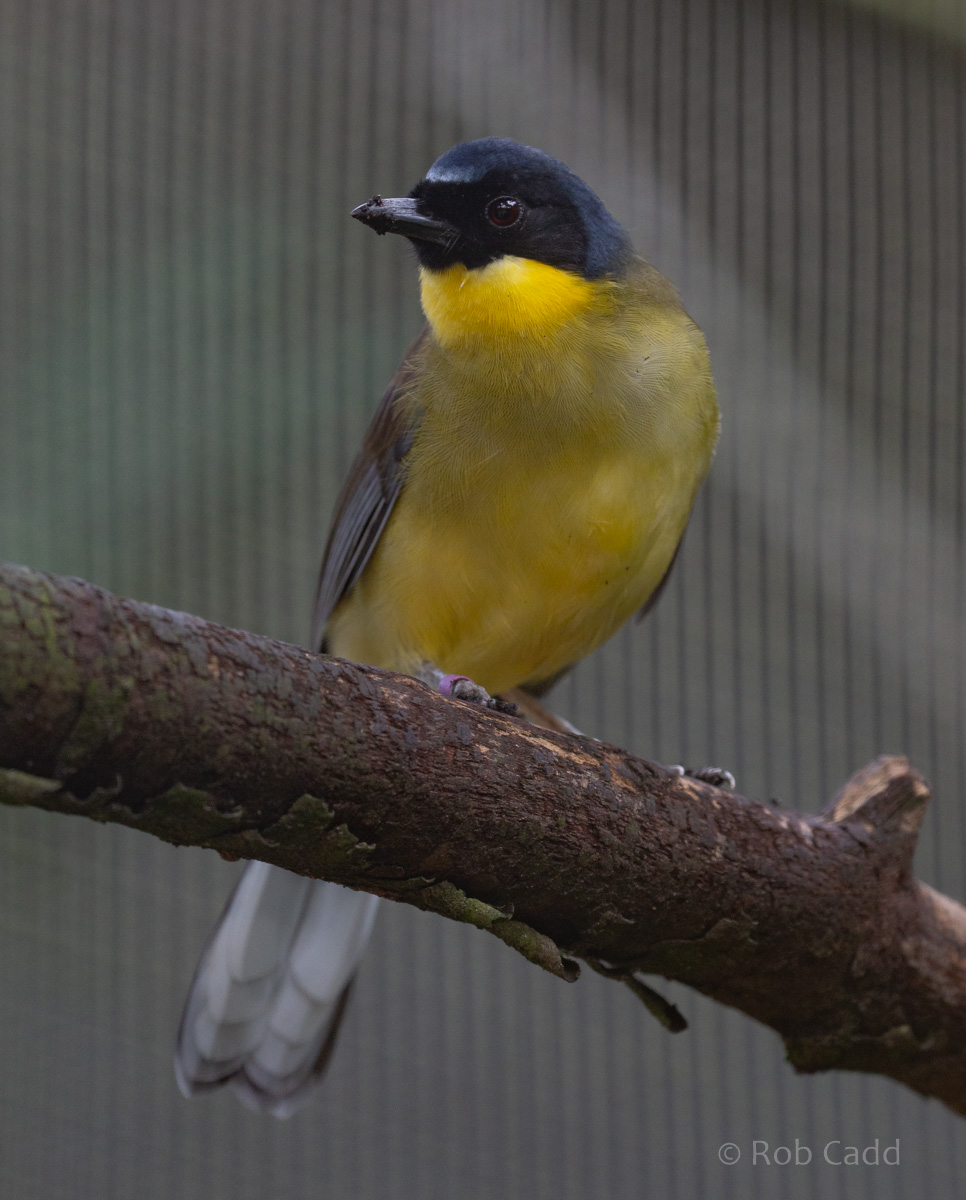 Blue-crowned laughingthrush : Waddesdon : 04 Oct 2019