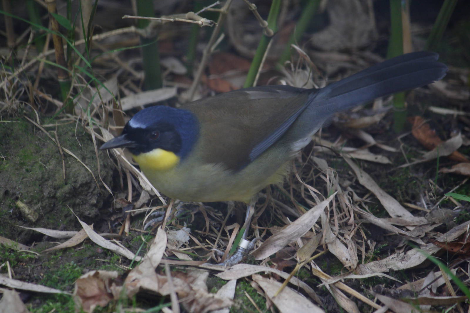 Blue-crowned laughingthrush