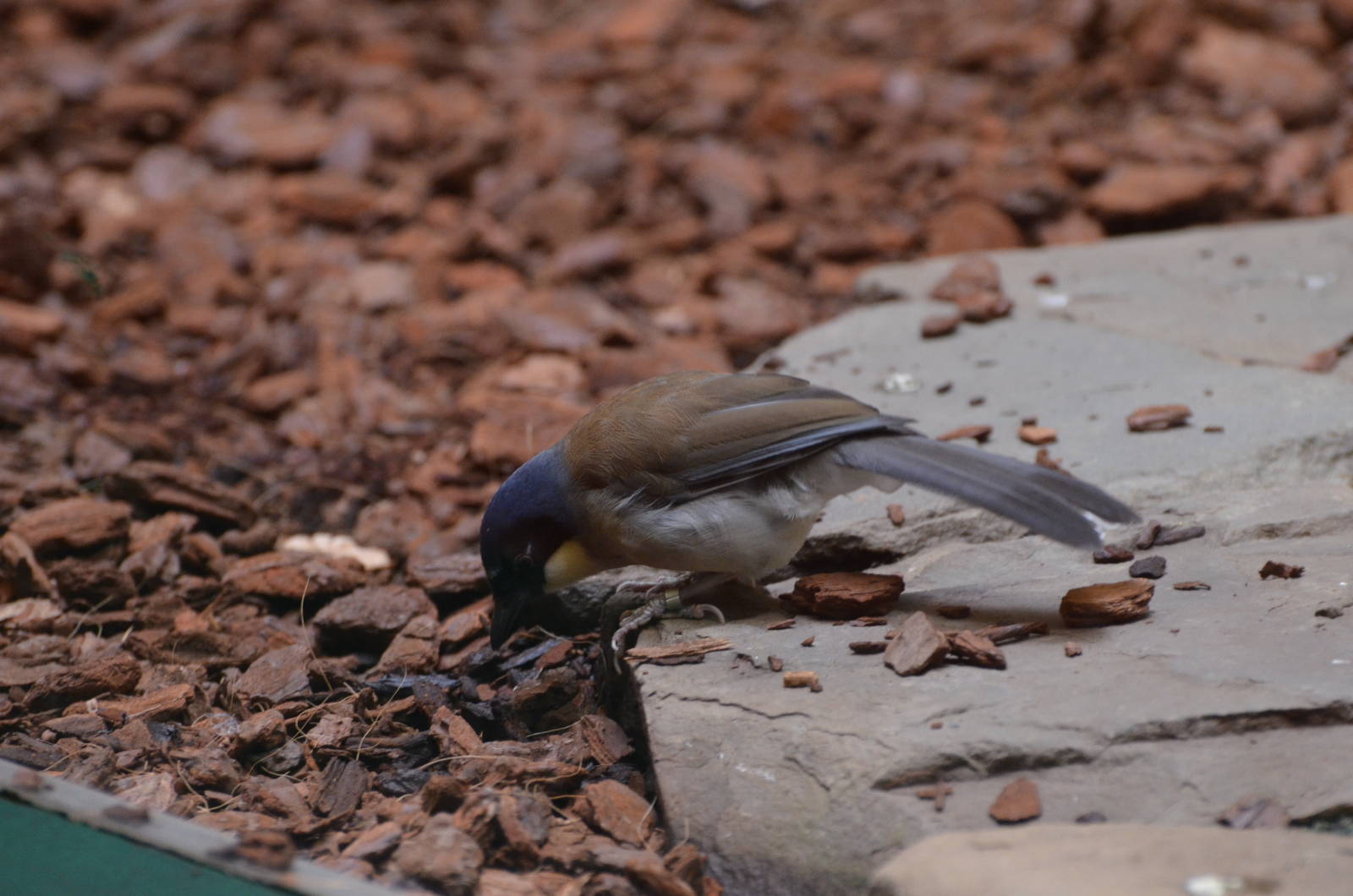Blue-crowned laughingthrush