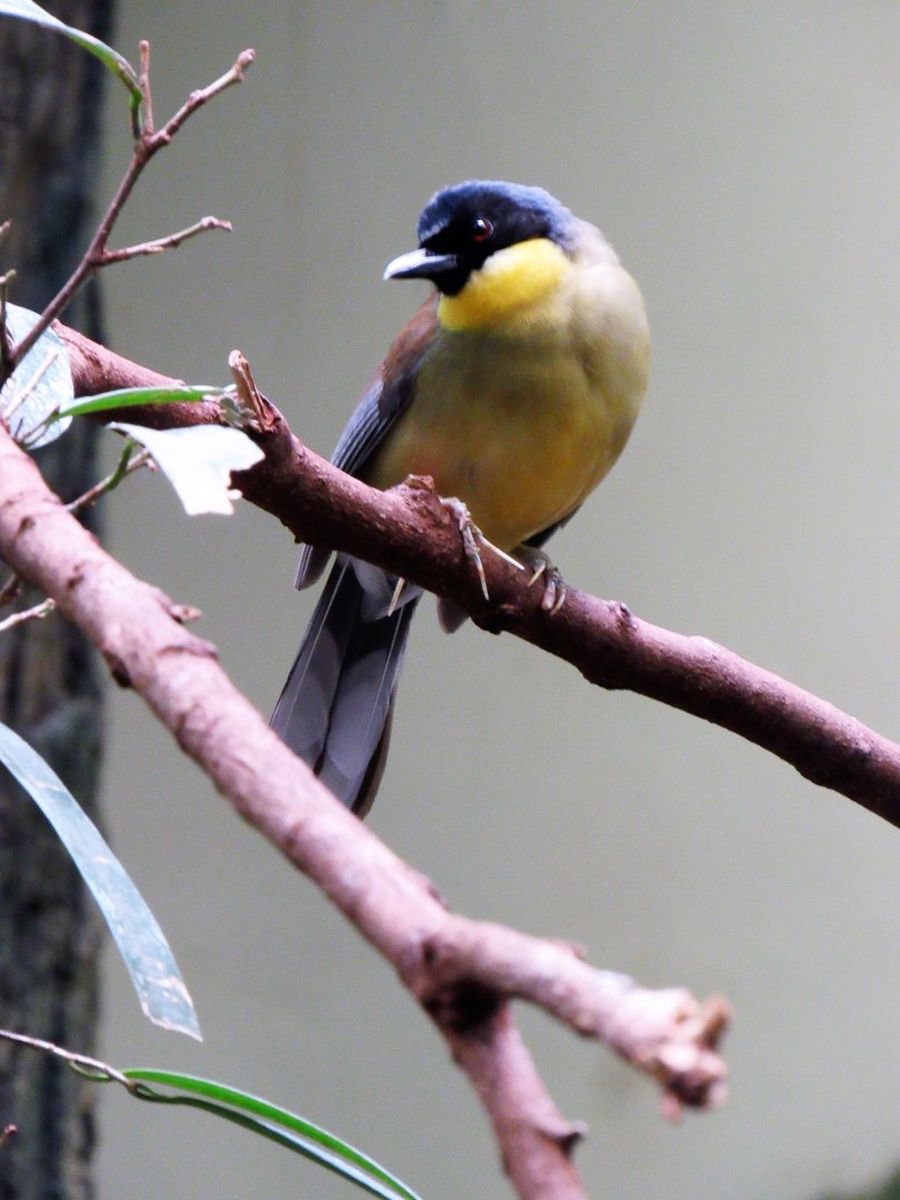 Blue-crowned laughingthrush