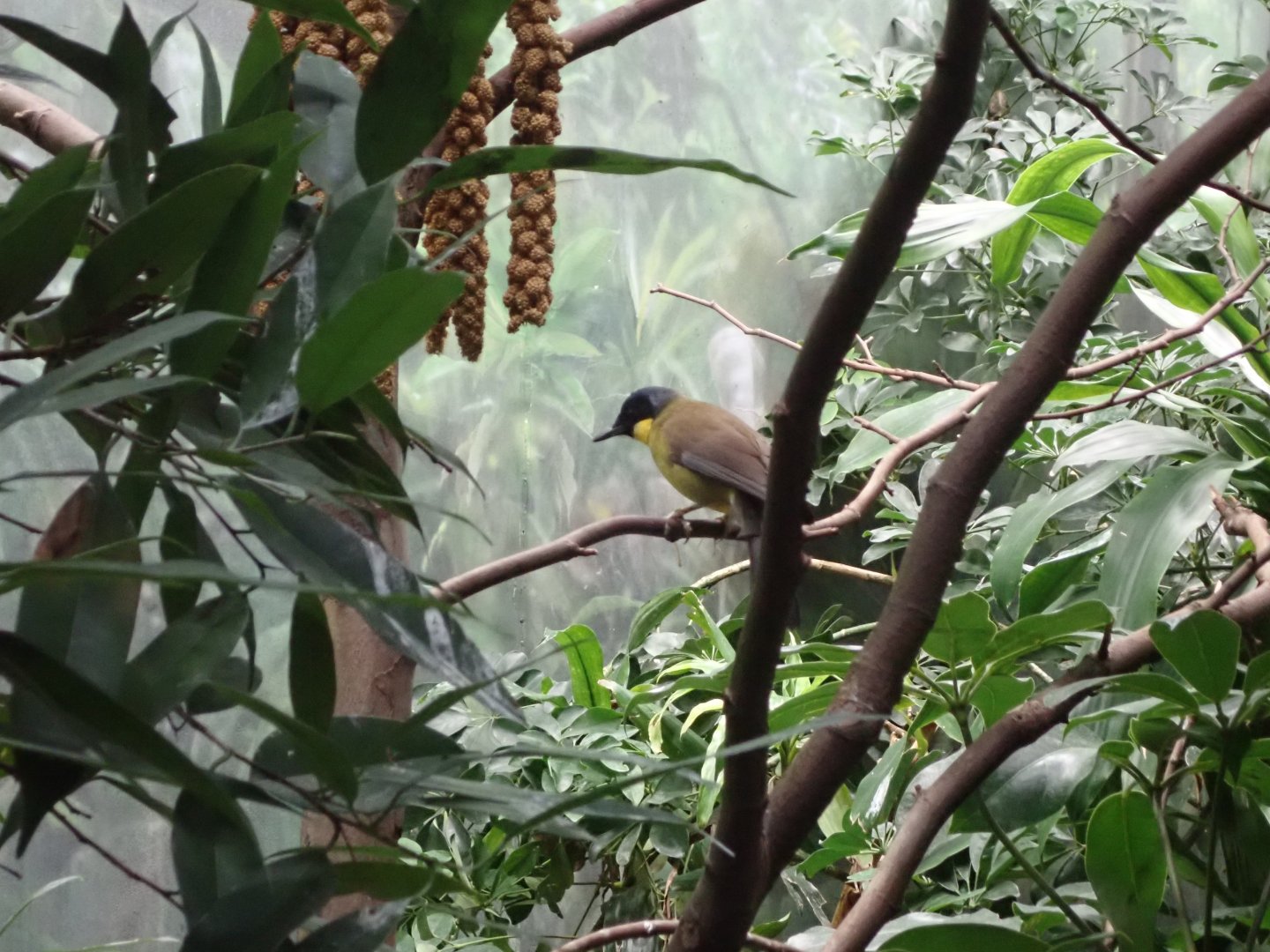 Blue-crowned laughingthrush