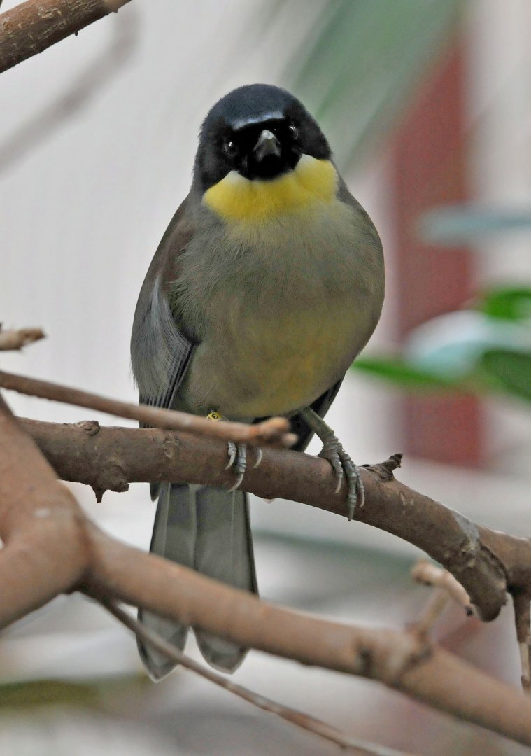 Blue crowned laughingthrush