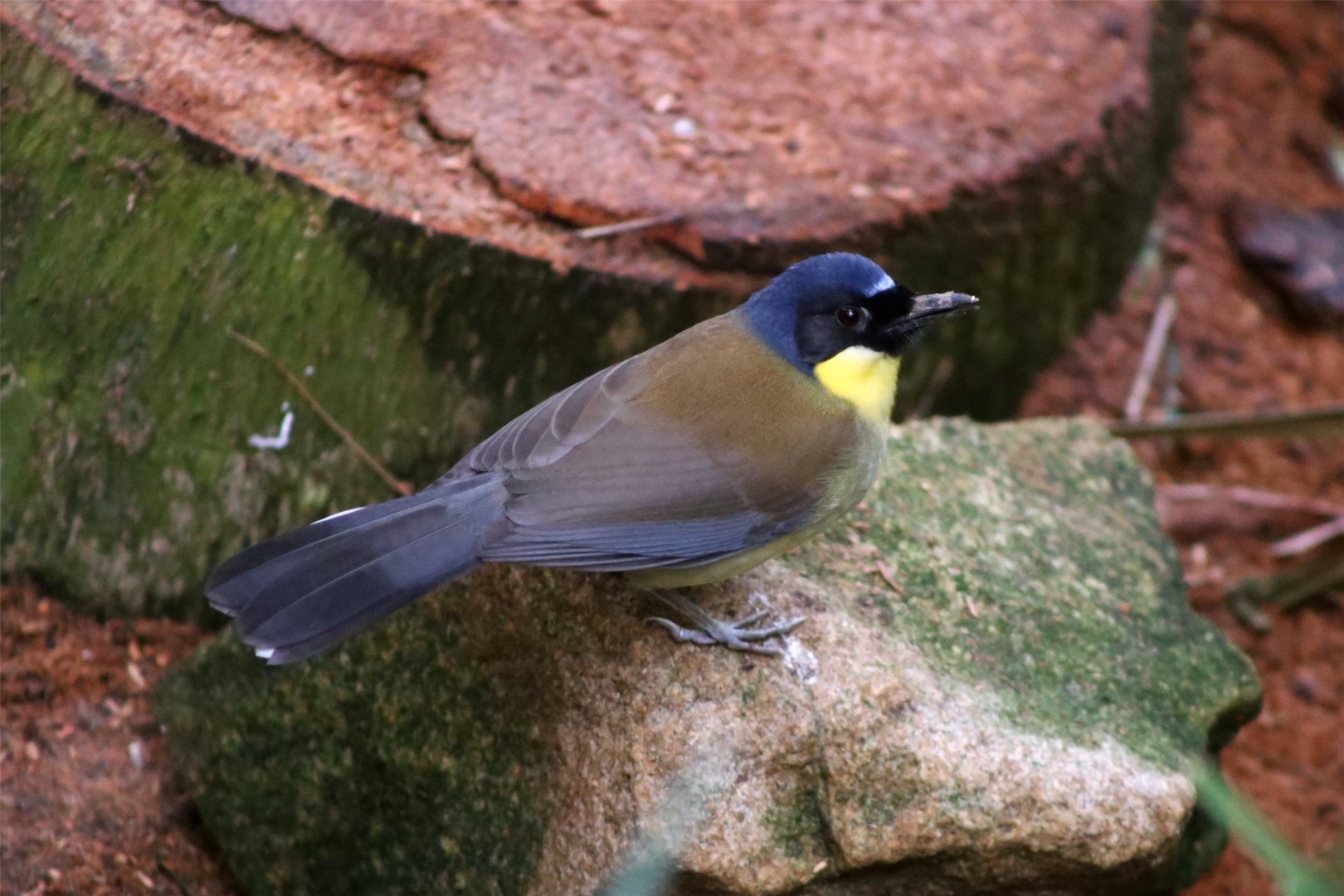 Blue-crowned laughingthrush