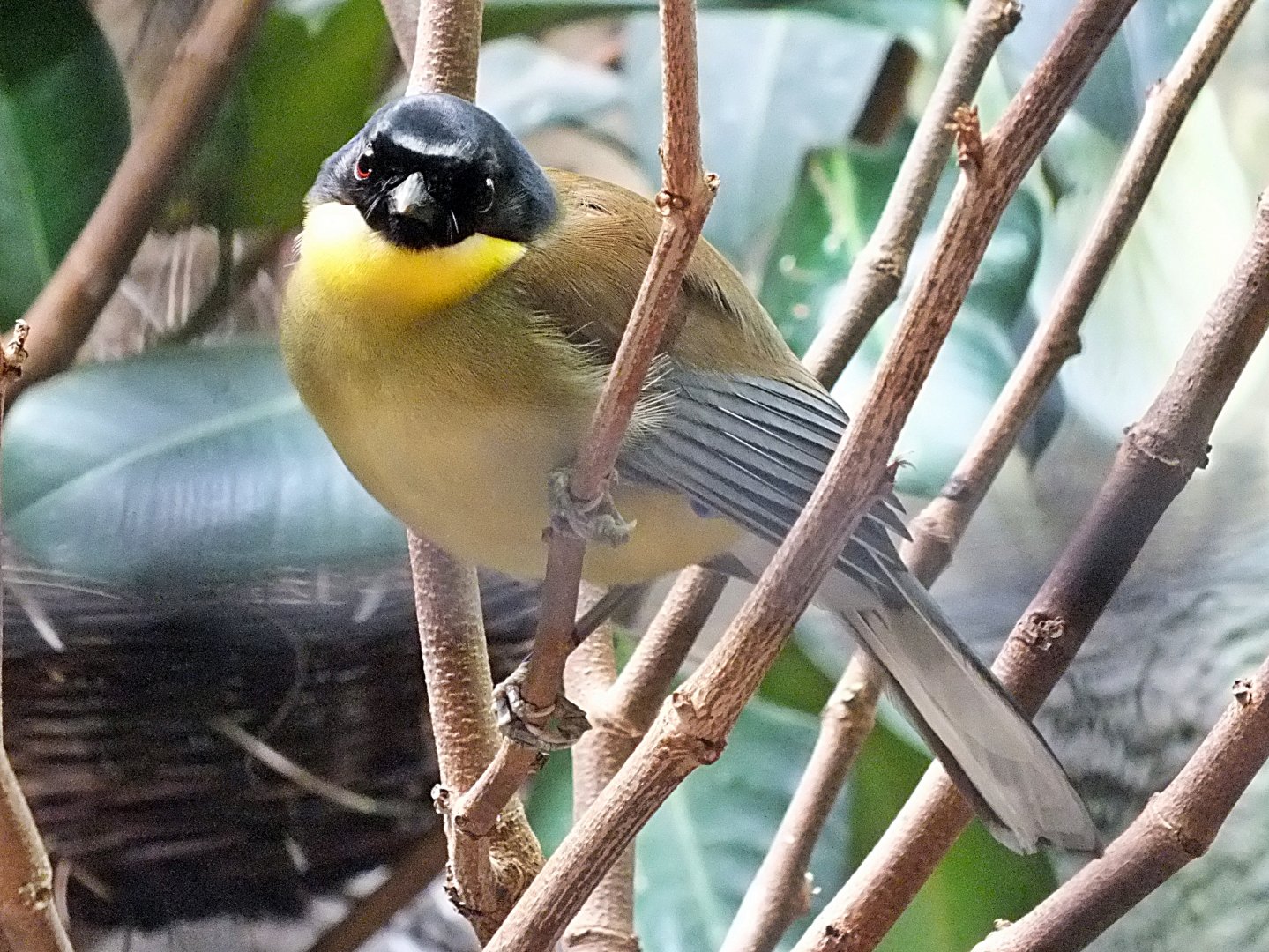 Blue-crowned laughingthrush