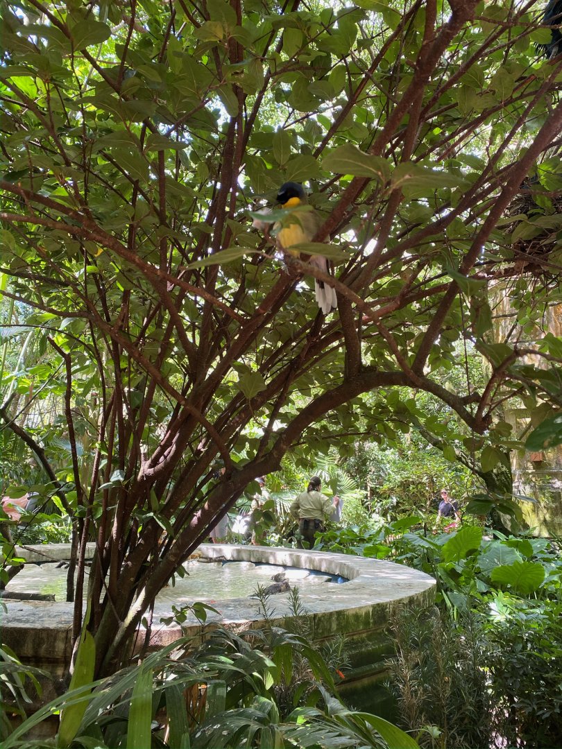 Blue-crowned Laughingthrush