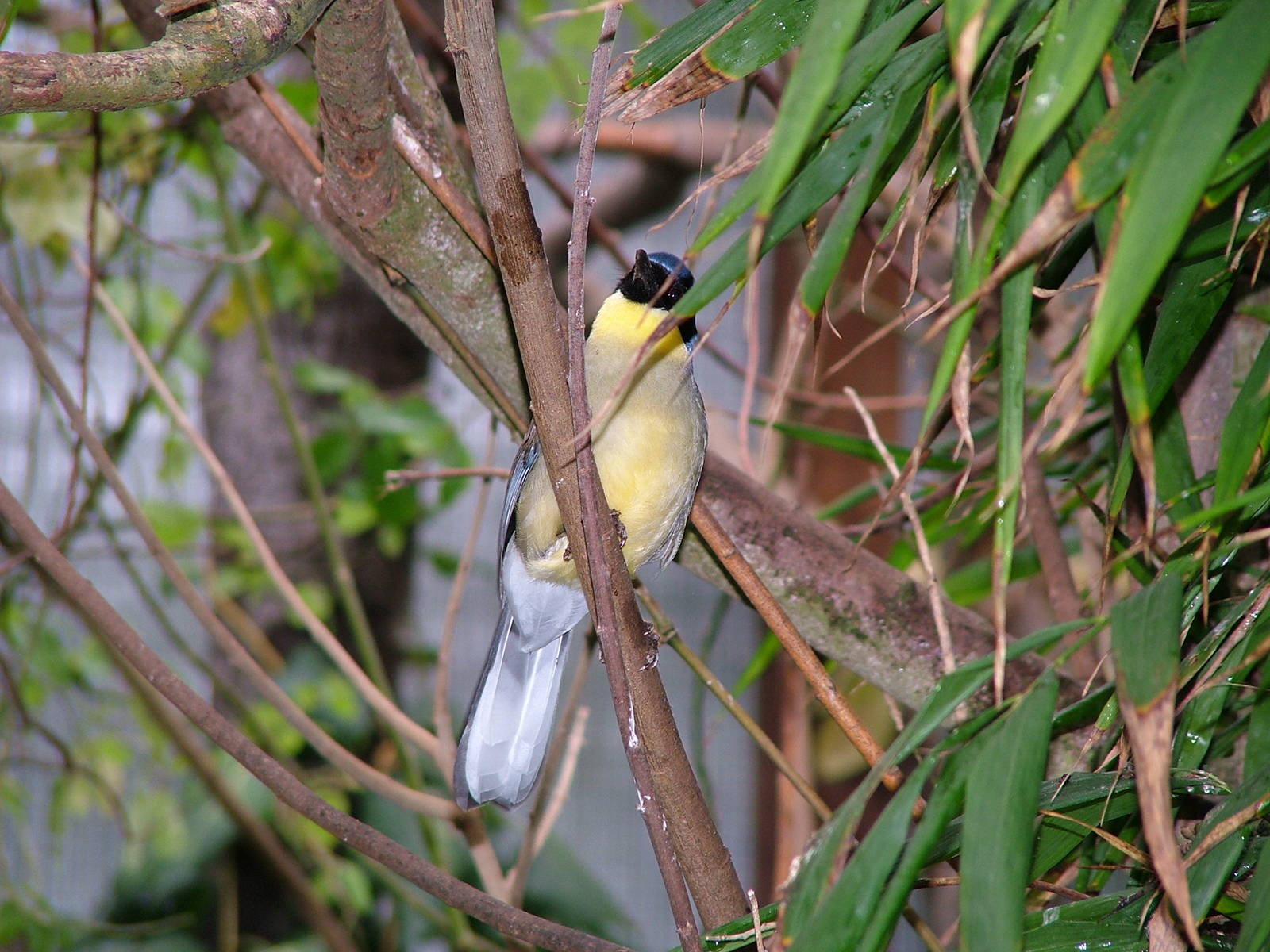 Blue Crowned LaughingThrush