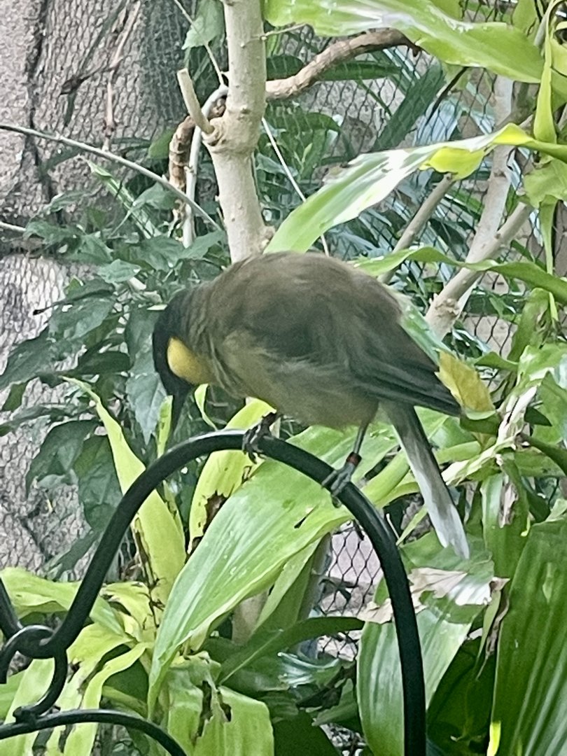 Blue-crowned Laughingthrush