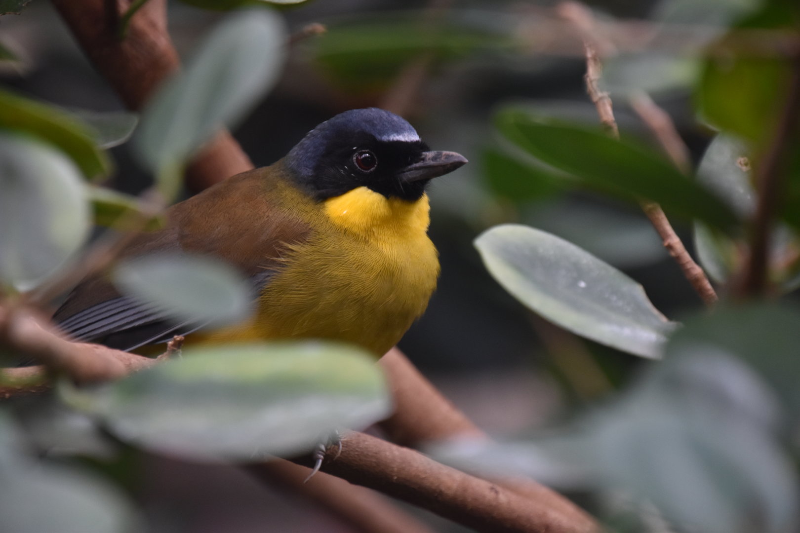 Blue crowned laughingthrush