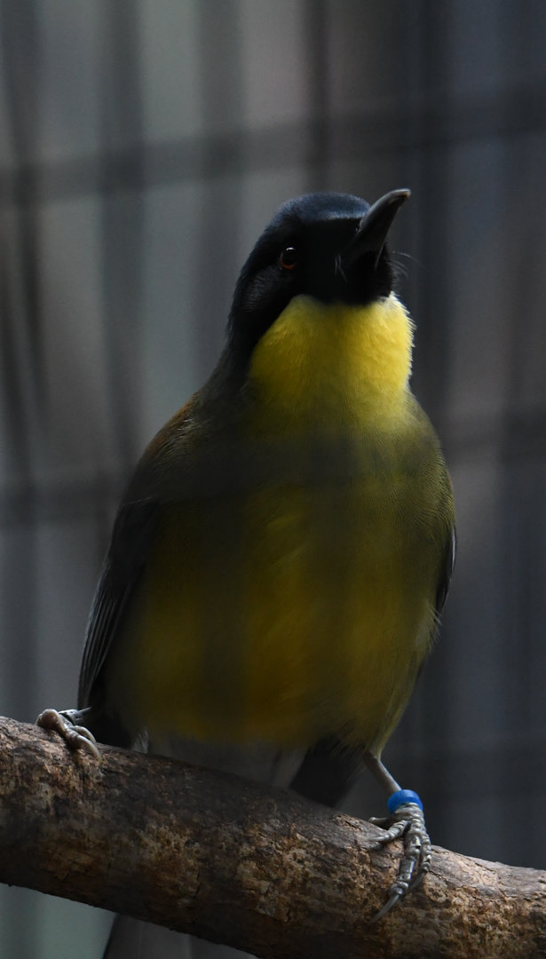 Blue-Crowned Laughingthrush