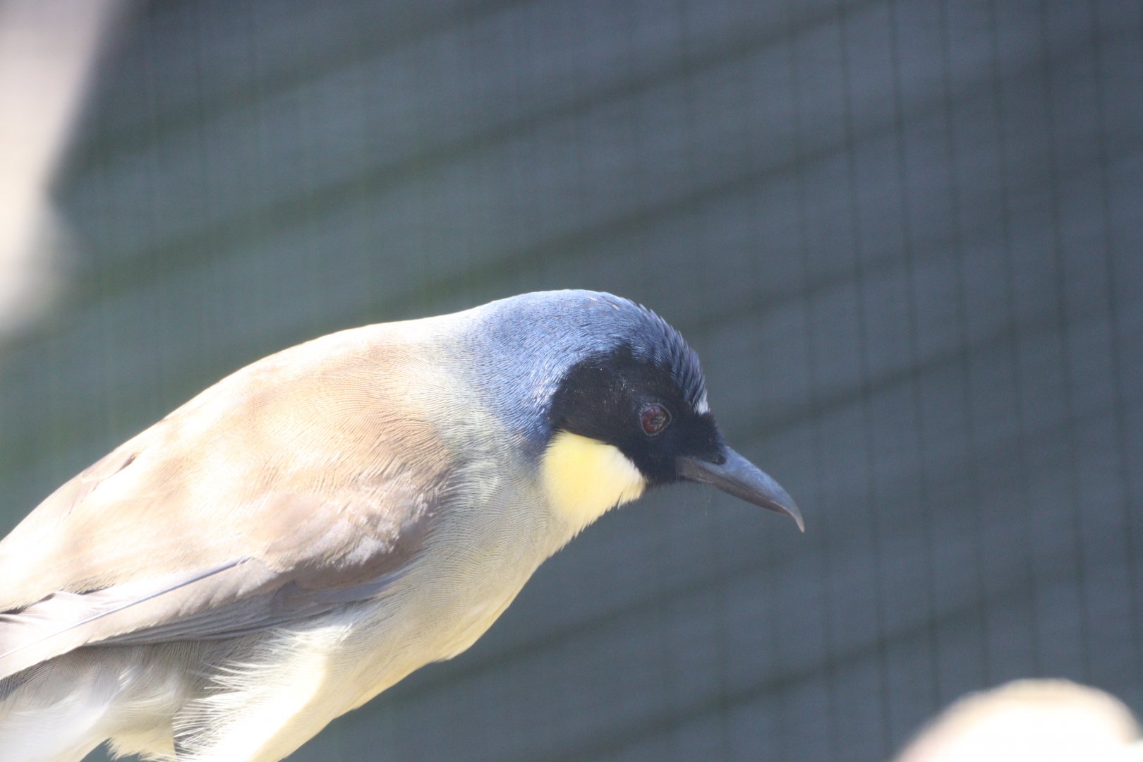 Blue-Crowned Laughingthrush