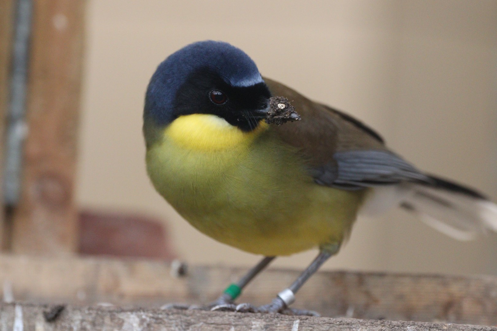 Blue-crowned  Laughingthrush