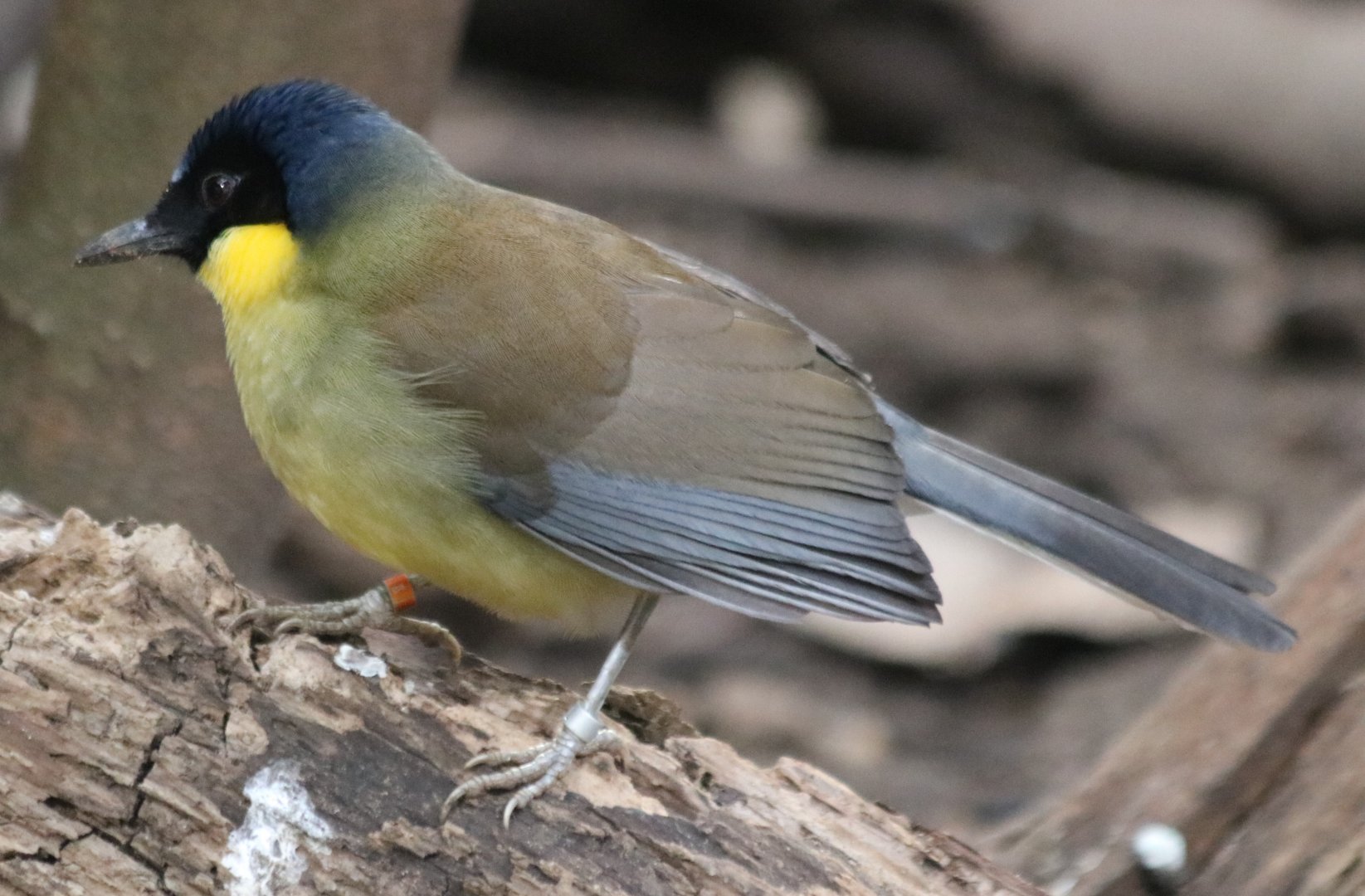 Blue-crowned Laughingthrush